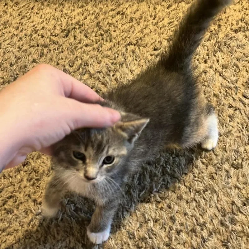 A baby small-sized female Domestic Medium Hair cat named Miss Mary Mac for adoption in Pasadena , MD