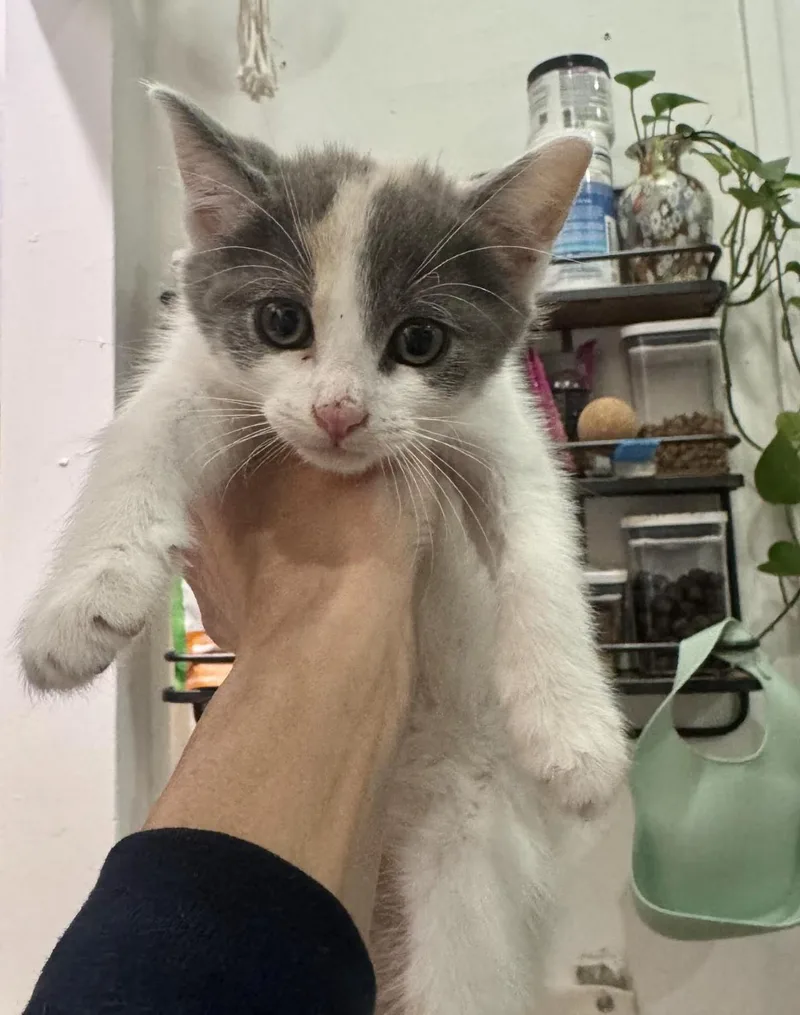 A baby medium-sized female Gray & White Domestic Short Hair cat named Belle for adoption in New York, NY