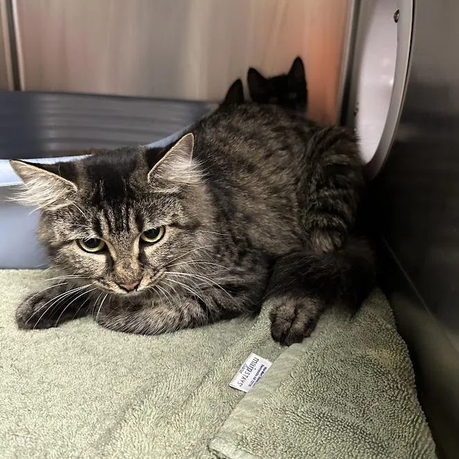 An adult medium-sized female American Shorthair cat named Strawberry for adoption in Oak Ridge, TN