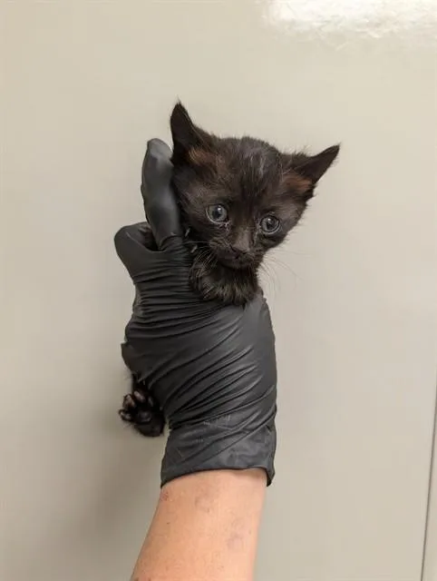 A baby small-sized female Domestic Short Hair cat named Daphne for adoption in Ontario, CA