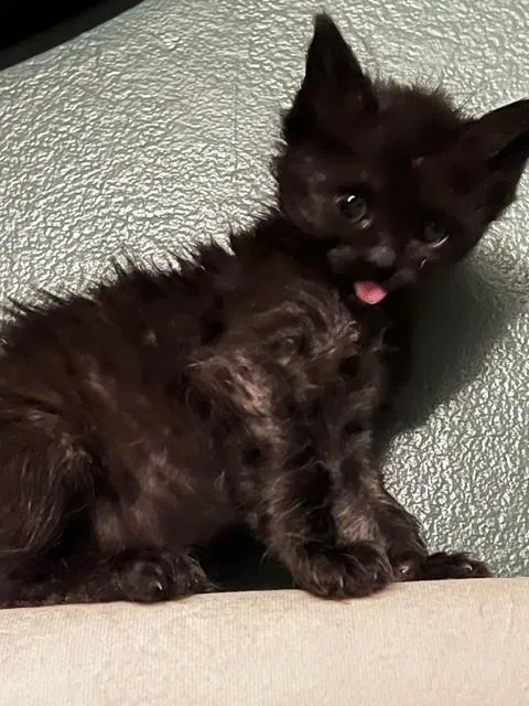 A baby small-sized male Domestic Long Hair cat named Amp for adoption in Colorado Springs, CO
