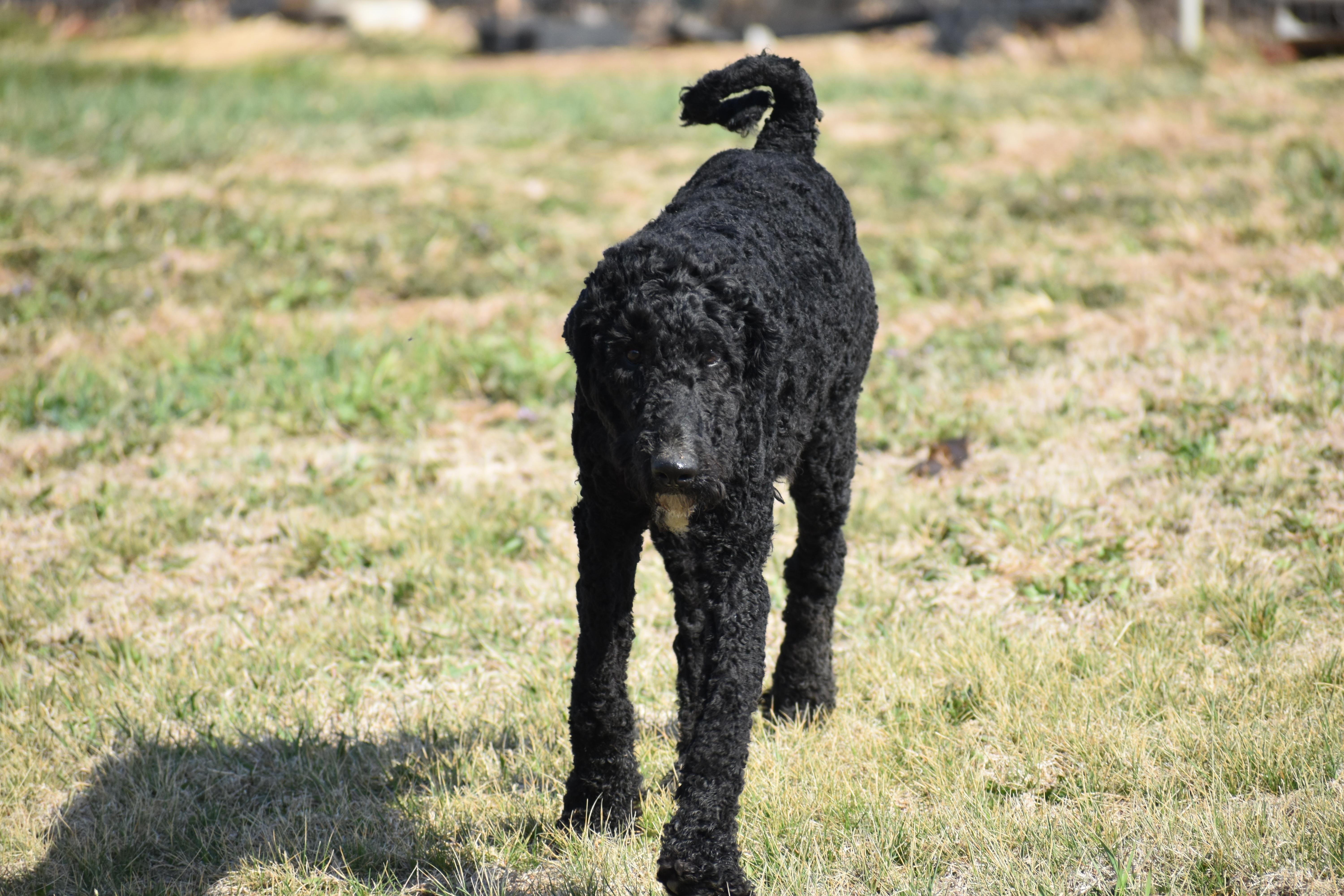 Bob Marley thumbnail 4