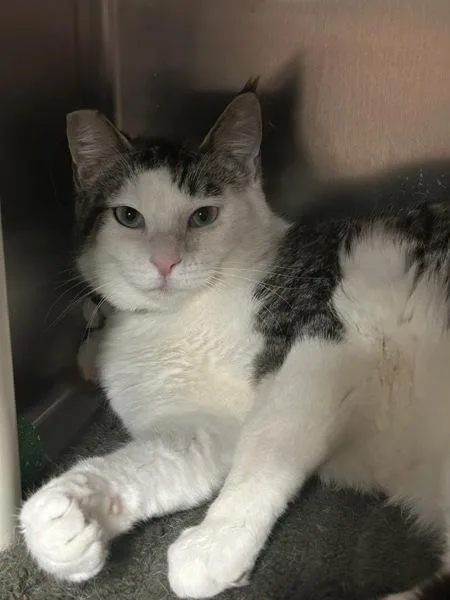An adult medium-sized male Domestic Short Hair cat named Colton for adoption in Vancouver, WA