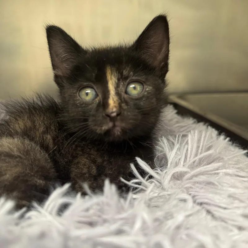 A baby small-sized female Tortoiseshell Domestic Short Hair cat named Open Sesame for adoption in Pekin, IL