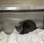An adult medium-sized female Domestic Short Hair cat named Sheba for adoption in Charleston, SC