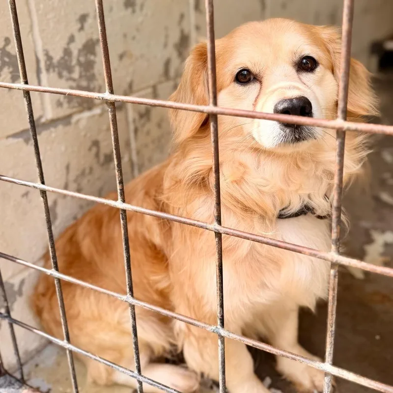 An adult small-sized male Golden Mixed Breed dog named Alfie for adoption in Evensville, TN