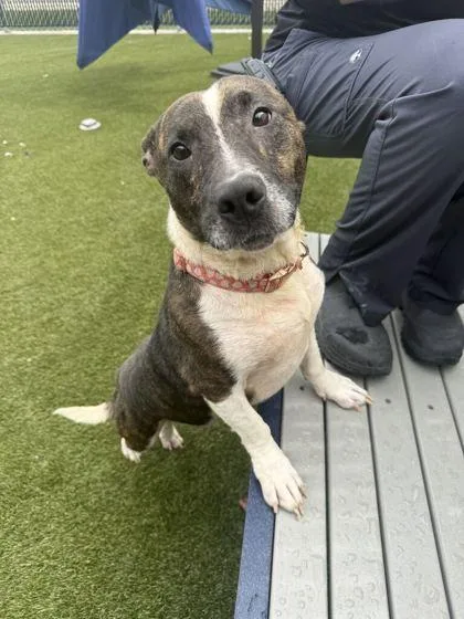 An adult medium-sized female Mixed Breed dog named Patricia for adoption in Lafayette, IN