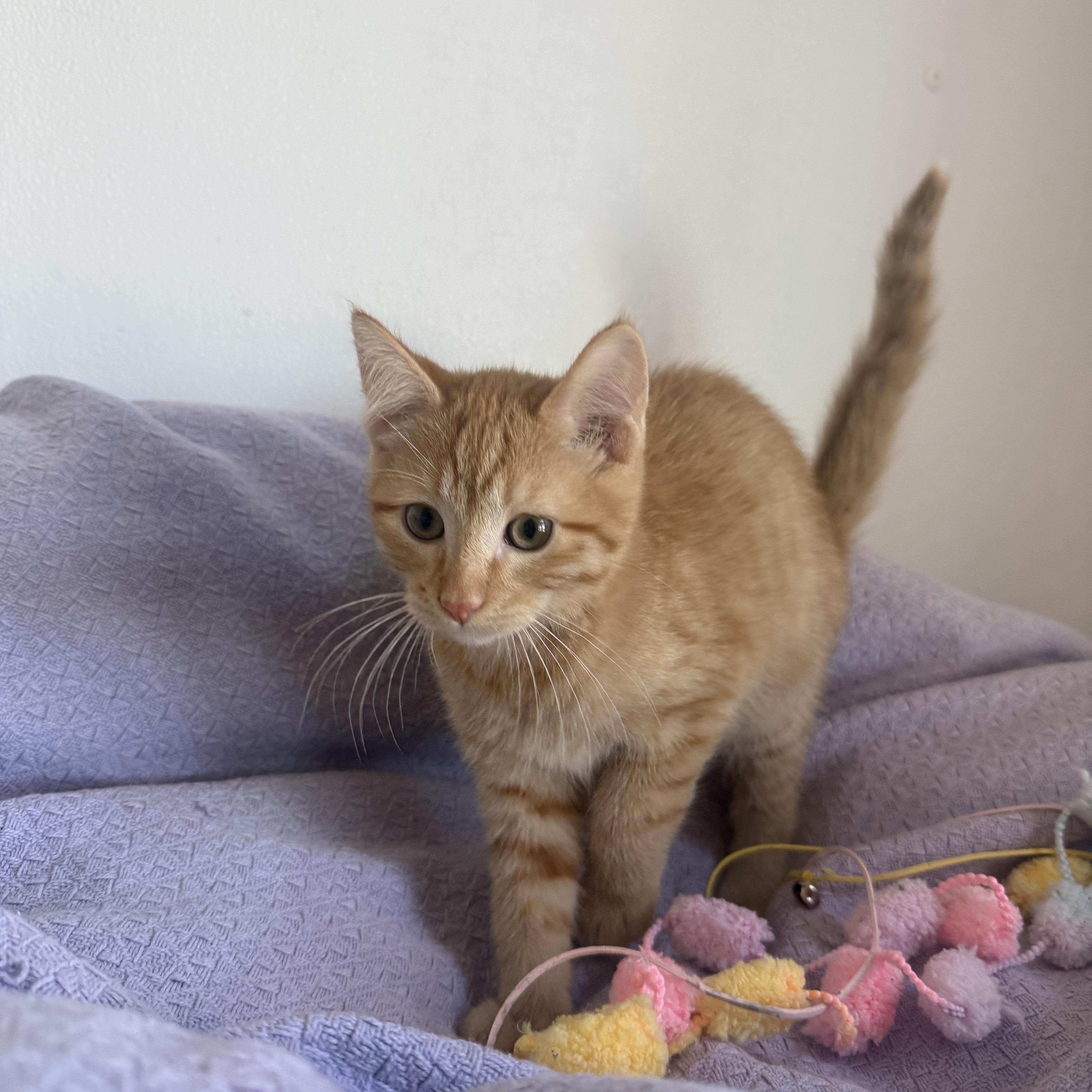 A baby small-sized male Domestic Short Hair cat named Carmel for adoption in Auburn, NE