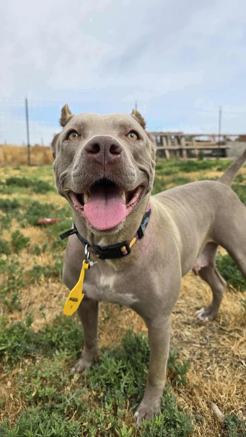 An adult large-sized female Pit Bull Terrier dog named Willow: Ridge Dog Graduate for adoption in Othello, WA
