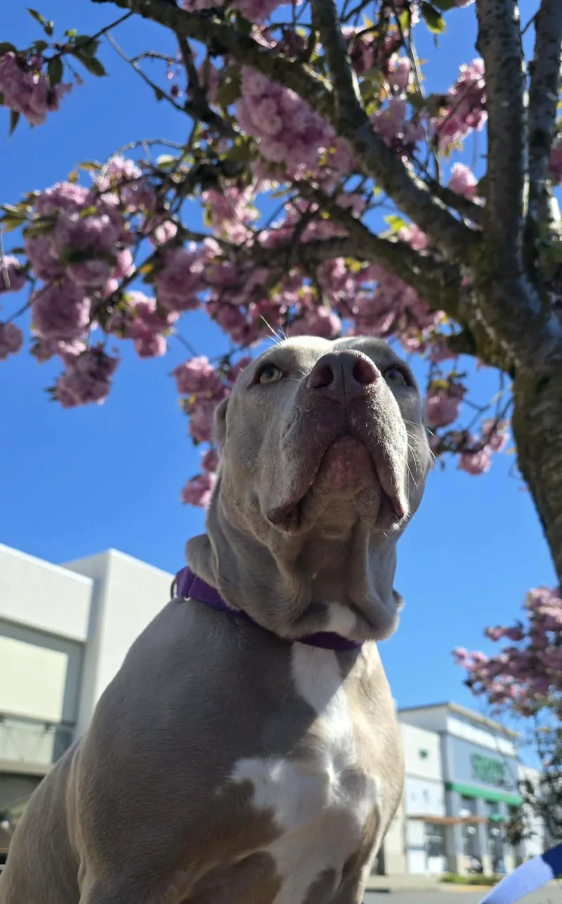 Willow: Ridge Dog Graduate thumbnail 3