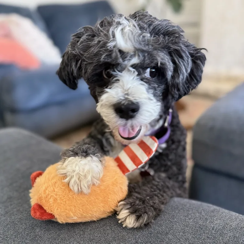 An adult medium-sized male Miniature Poodle dog named Trumpet for adoption in Phoenix, AZ