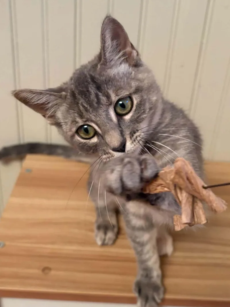 A young small-sized female Domestic Short Hair cat named Janja for adoption in Aurora, CO