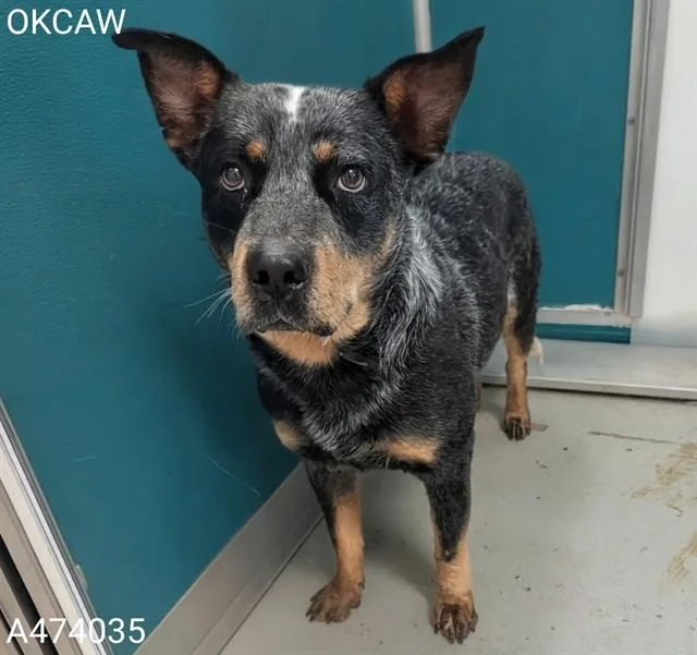 Dakota