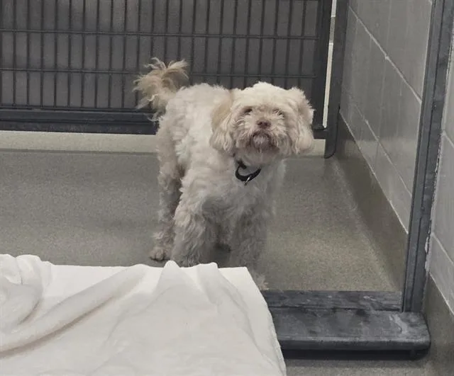 A young small-sized male Poodle dog named Kane for adoption in Omaha, NE