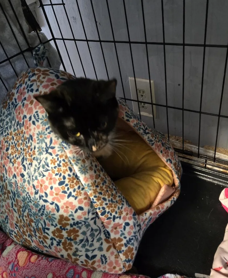 A young medium-sized female Domestic Short Hair cat named Cookie Pie for adoption in Windsor, CT