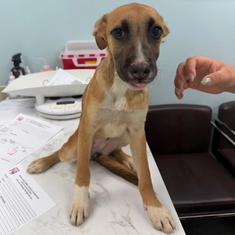 A baby medium-sized male Brown / Chocolate Cattle Dog dog named Ferrari for adoption in Lauderhill, FL