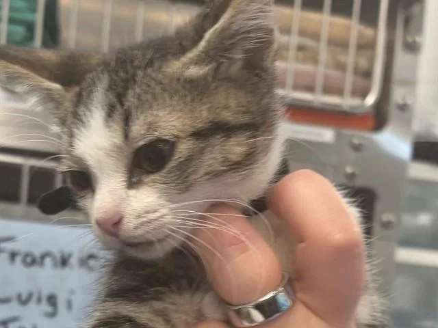 A baby small-sized male Domestic Short Hair cat named Johnny for adoption in Palo Alto, CA