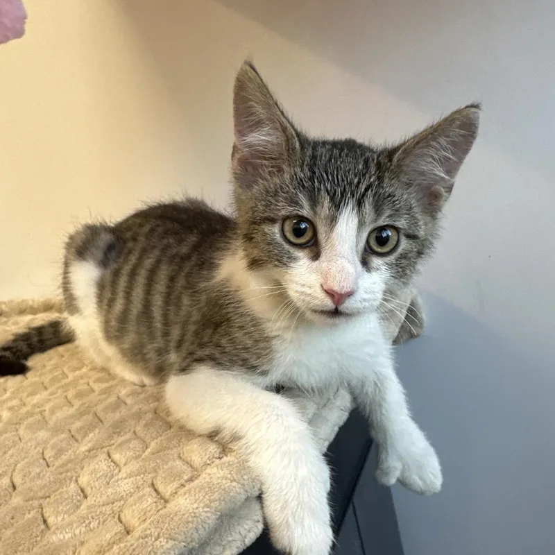 A baby small-sized male Brown / Chocolate Domestic Short Hair cat named Kio for adoption in Fort Wayne, IN