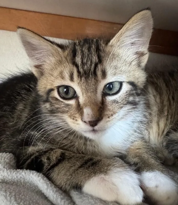A baby medium-sized male Tabby (Brown / Chocolate) Tabby cat named Andrew for adoption in Kennewick, WA