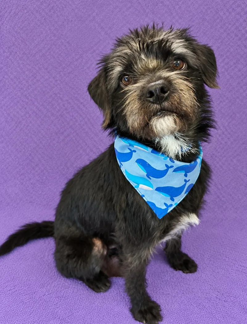 A young small-sized male Tricolor (Brown, Black, & White) Terrier dog named Scotty Boy for adoption in Lodi, CA