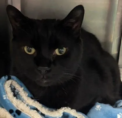 An adult large-sized male Domestic Short Hair cat named Darryl for adoption in Baraboo, WI