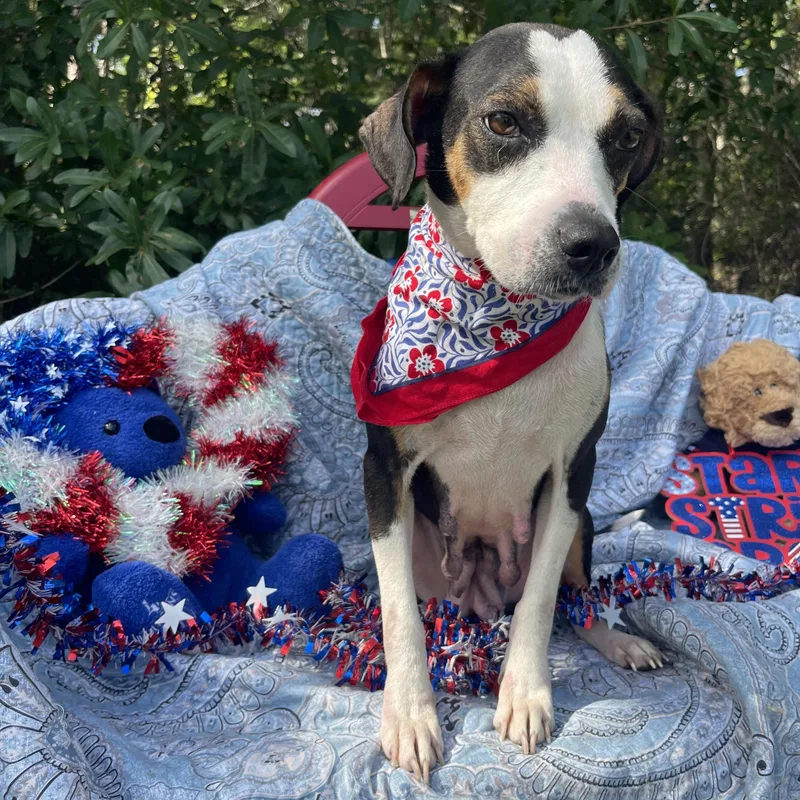 An adult small-sized female Beagle dog named Ginger for adoption in Sebring, FL