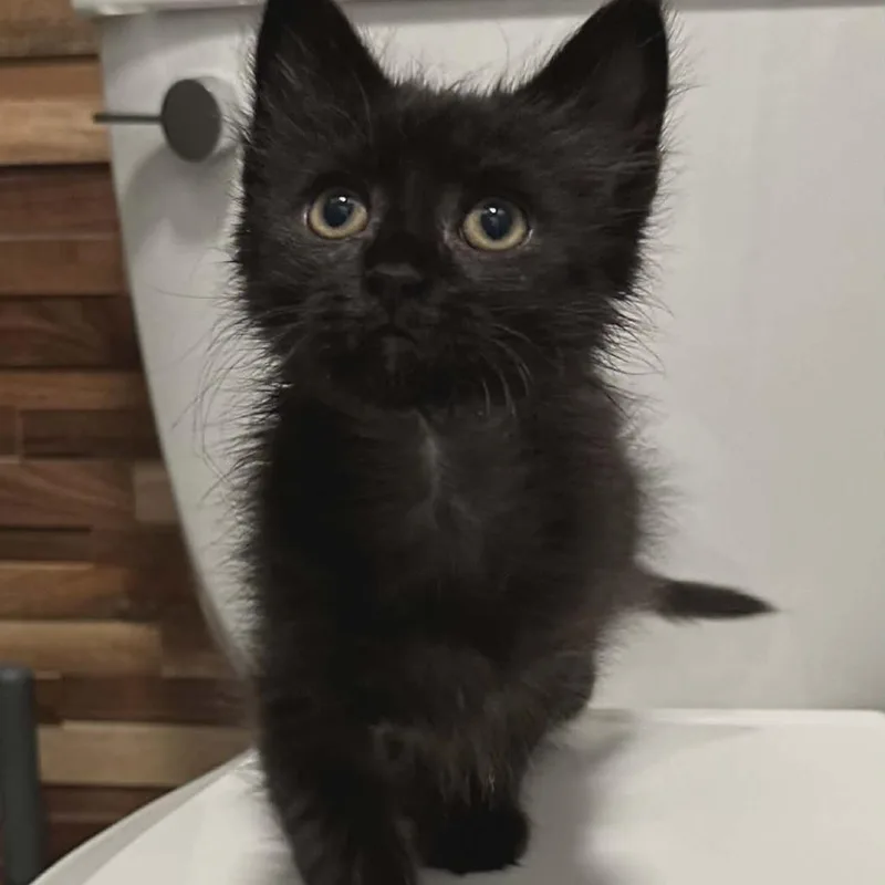 A baby small-sized male Black Domestic Medium Hair cat named Cosmo Bernier for adoption in Eagle Mountain, UT
