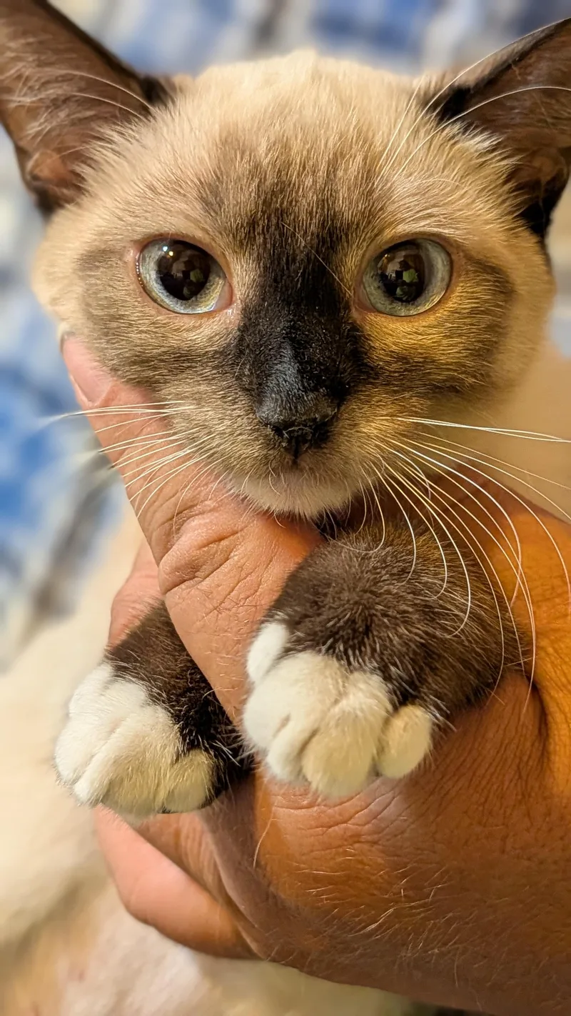 A young medium-sized female Siamese cat named Liora for adoption in Pena Blanca, NM