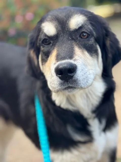 A young large-sized female Great Pyrenees dog named Stacey for adoption in Salinas, CA
