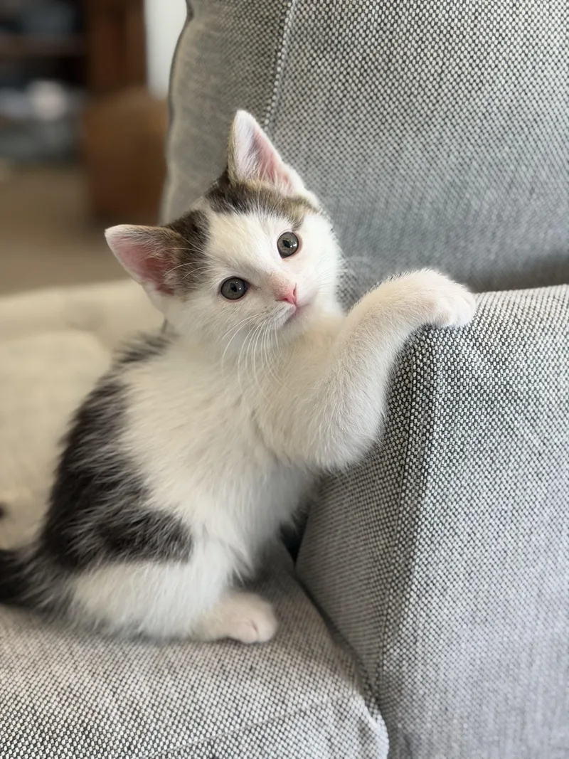 A baby medium-sized male White Domestic Short Hair cat named Greedo for adoption in Fruit Heights, UT