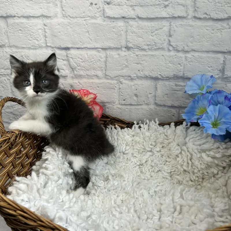 A baby small-sized male Black Domestic Medium Hair cat named Weddell for adoption in Harrisonburg, VA