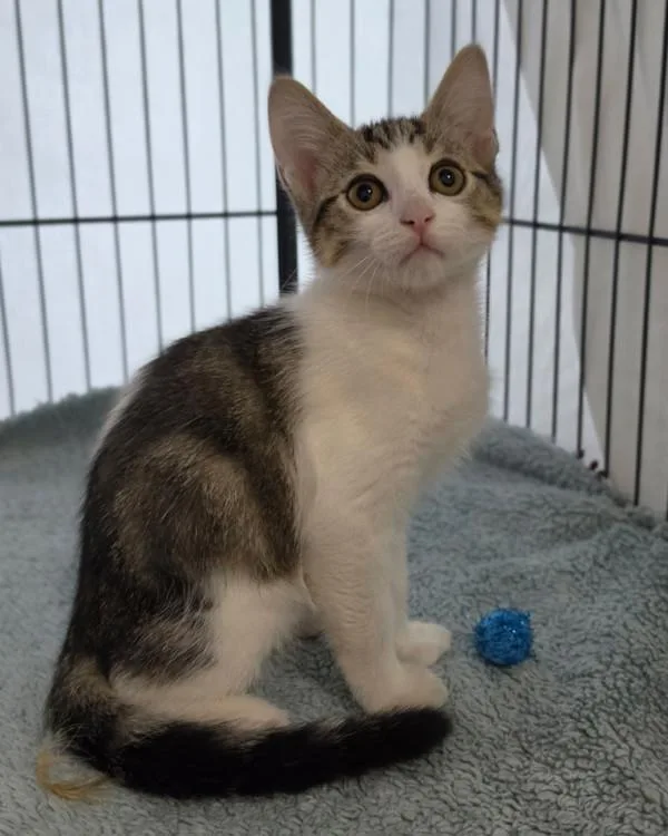 A baby small-sized male Domestic Short Hair cat named Calix for adoption in Novato, CA