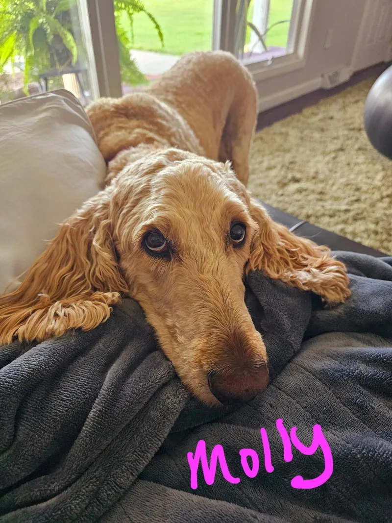 Mac