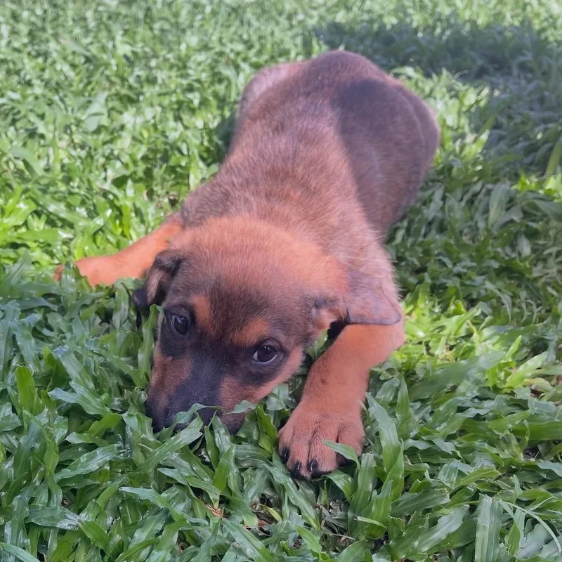 Simba The Little