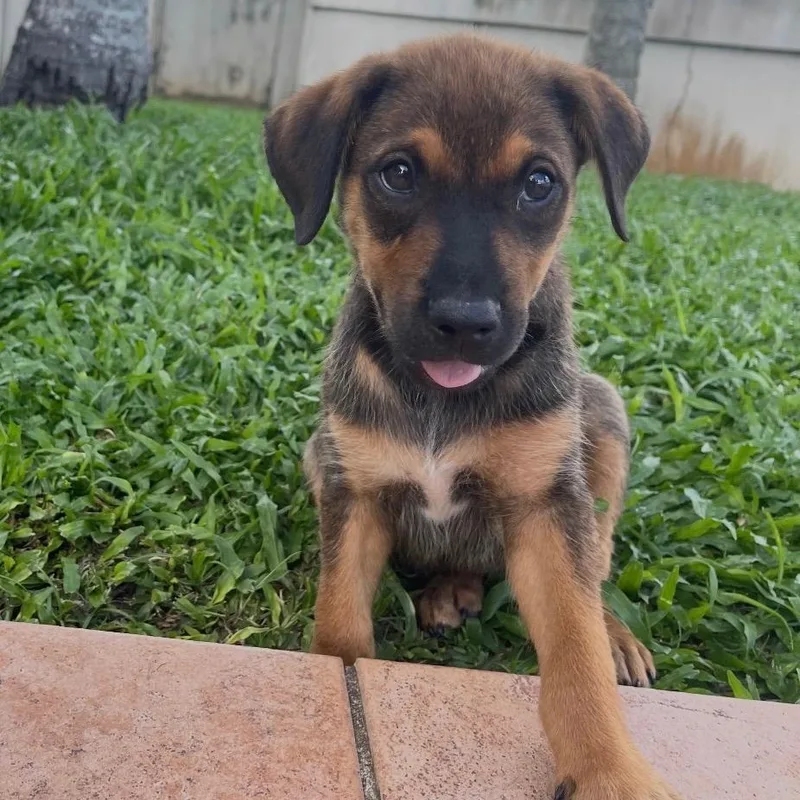Simba  The Little thumbnail 2