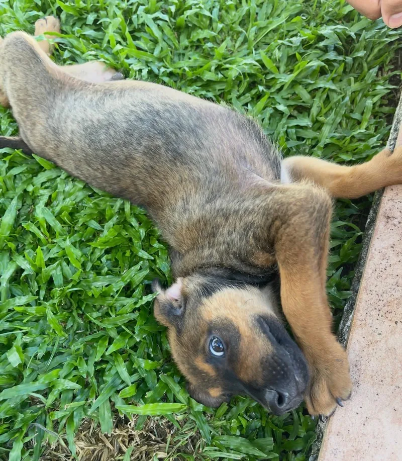 Simba  The Little thumbnail 5