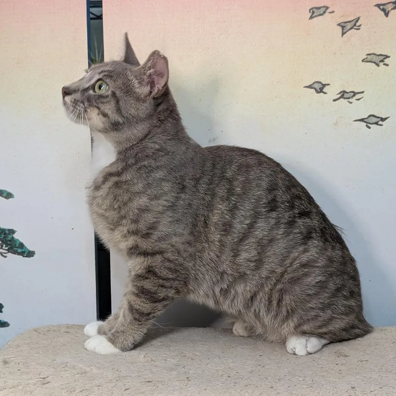 A young small-sized male Gray / Blue / Silver Domestic Short Hair cat named Jacob for adoption in Long Beach, CA