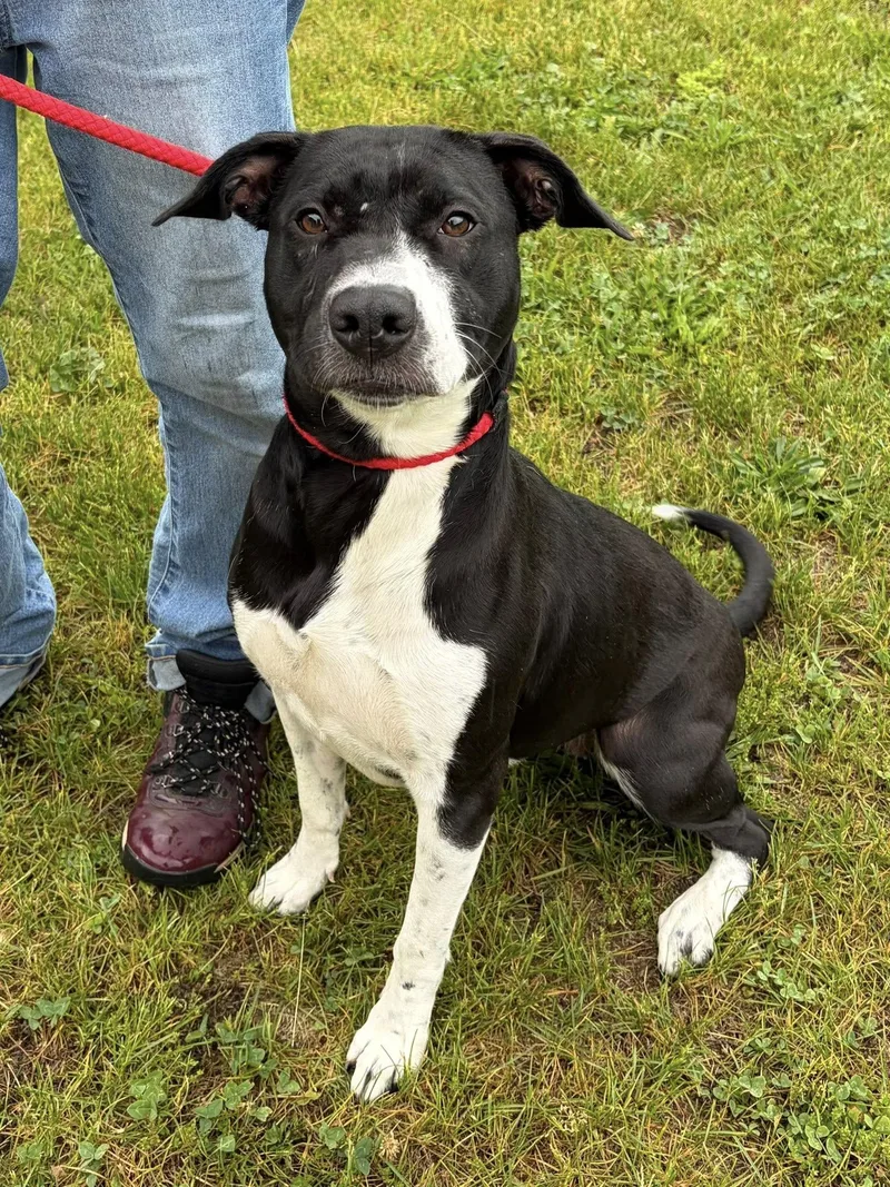 An adult large-sized female Black Pit Bull Terrier dog named Carrie for adoption in Winchester, VA