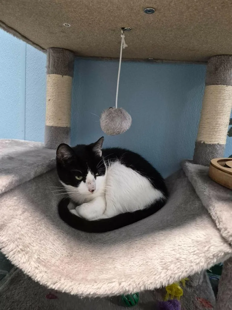 A young medium-sized female Domestic Short Hair cat named Sonic for adoption in Center, TX