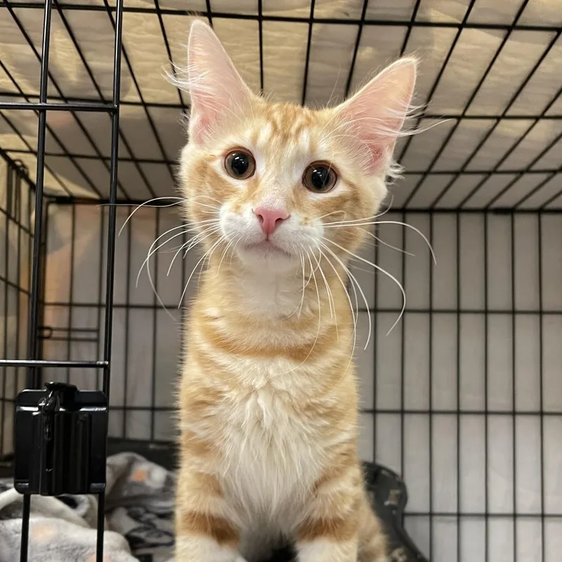 A baby small-sized male Orange / Red Domestic Short Hair cat named Jacque for adoption in Walden, NY