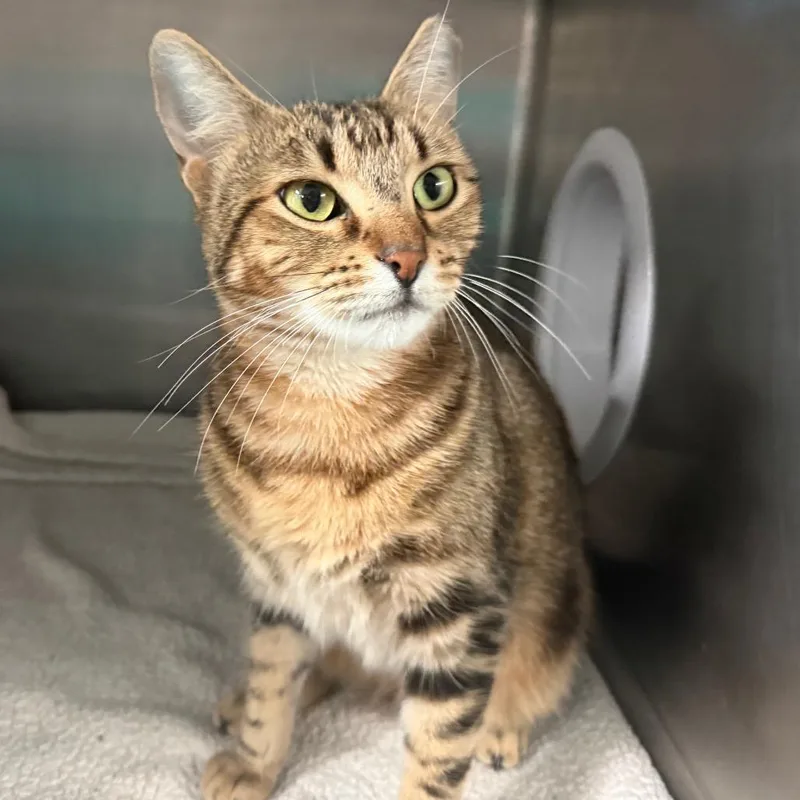 An adult medium-sized female Brown / Chocolate Domestic Short Hair cat named Rays for adoption in Lakeland, FL