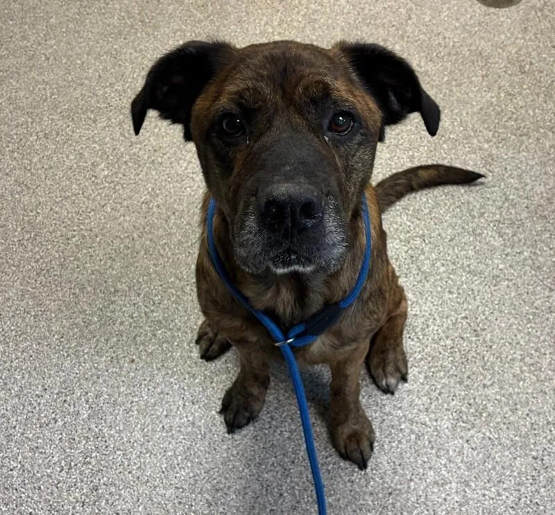 An adult large-sized male Boxer dog named Brooks for adoption in Disputanta, VA