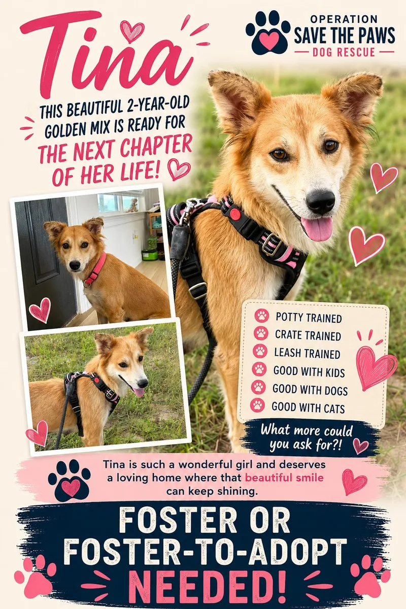 An adult medium-sized female Golden Retriever dog named Tina for adoption in PLAINFIELD, CT
