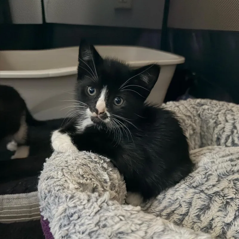 A baby small-sized male Black Domestic Short Hair cat named Jolly Roger for adoption in North Branford, CT
