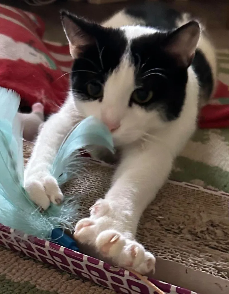 A young medium-sized male Black & White / Tuxedo Domestic Short Hair cat named Jasper and JJ for adoption in Kenhorst, PA