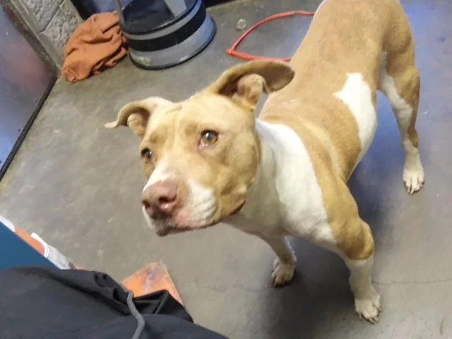 An adult medium-sized female Pit Bull Terrier dog named Sugar Tea for adoption in Tulsa, OK