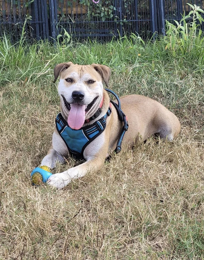 An adult large-sized male Terrier dog named Charlie Puppers Lonestar for adoption in Rockaway, NJ