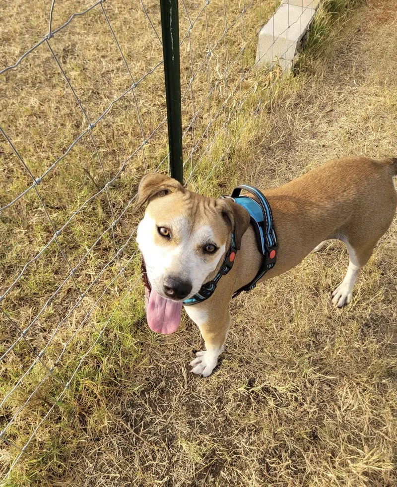 Charlie Puppers Lonestar thumbnail 2