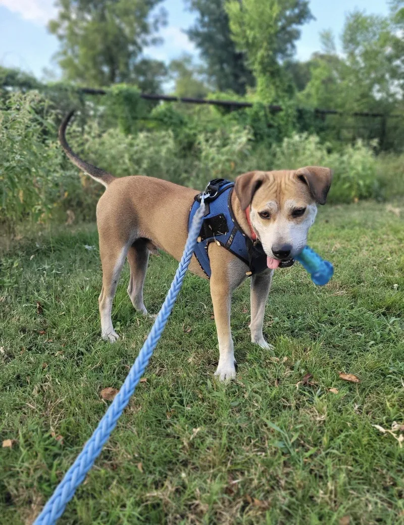 Charlie Puppers Lonestar thumbnail 3