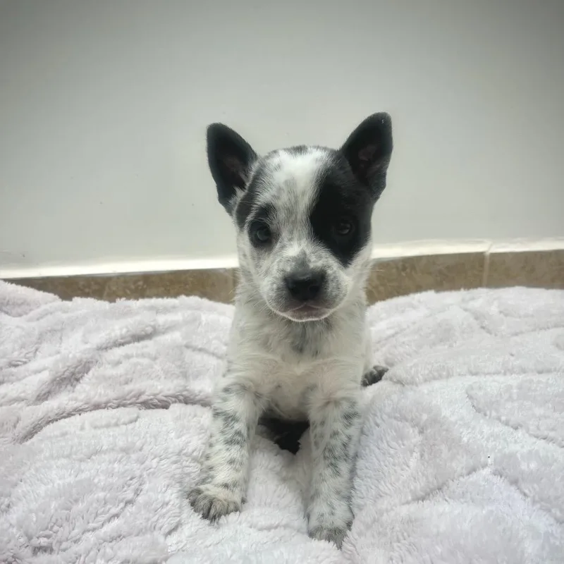 A baby medium-sized female Gray / Blue / Silver Cattle Dog dog named Claret Cup for adoption in Kanab, UT